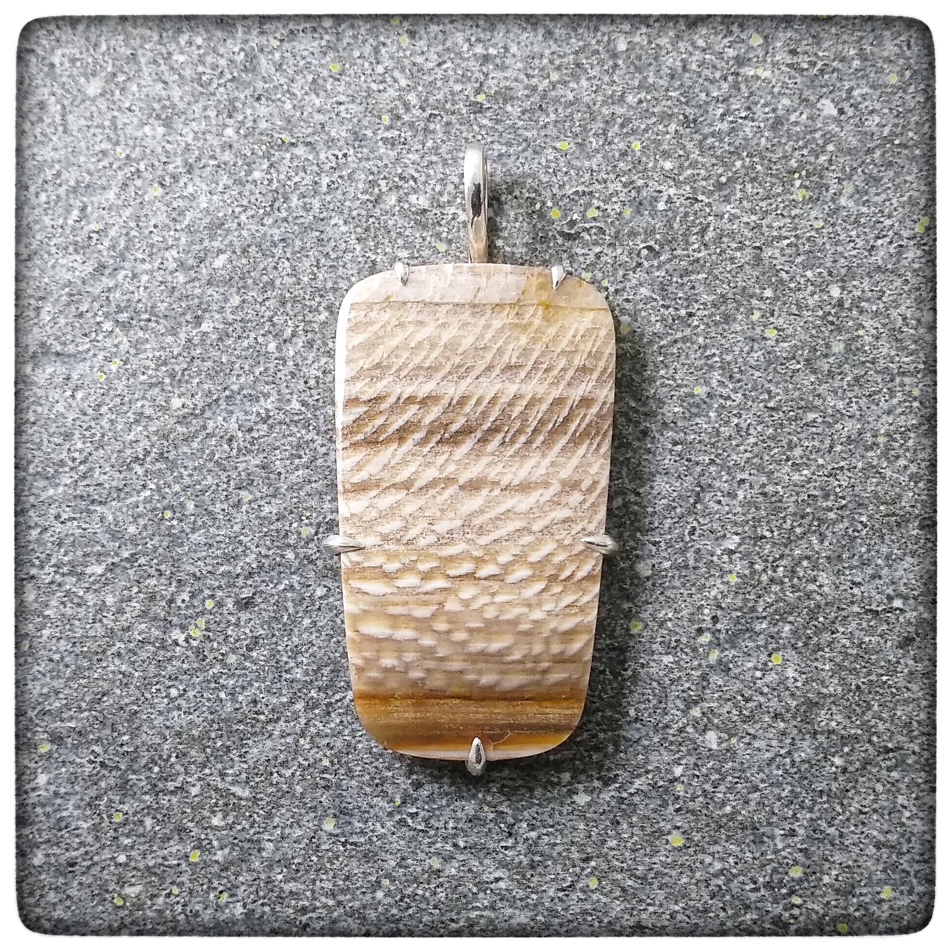 Fossil Sycamore Wood Pendant